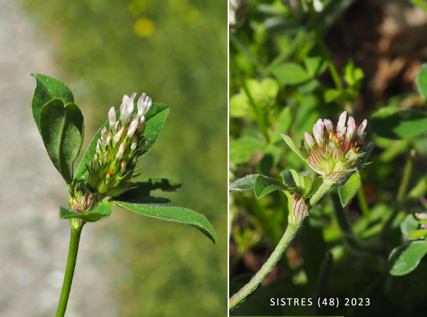 Trefoil, Soft flower